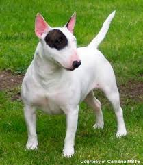 Mini bulterier