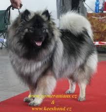 imagesCAPSJGCI