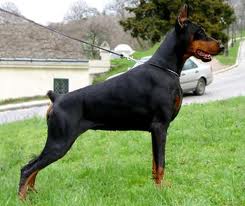 Doberman