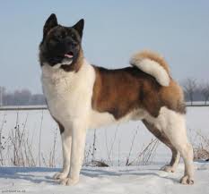 Americká Akita