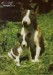 imagesCA0MOO35